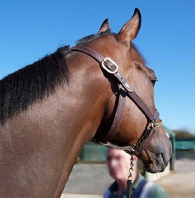 Bay Thoroughbred Horse For Sale 