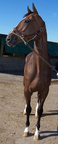 Thoroughbred Horse For Sale