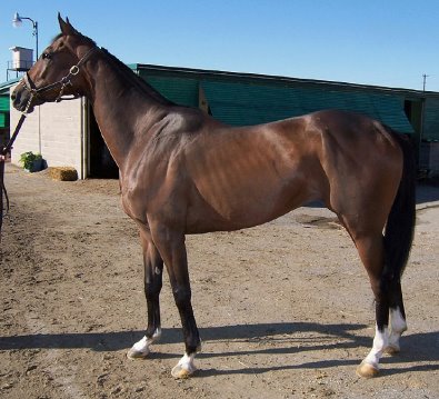 Bay Thoroughbred Horse For Sale 