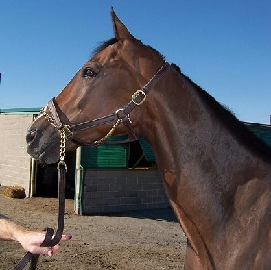 Bay Thoroughbred Horse For Sale 