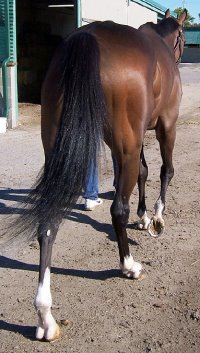 Thoroughbred Horse For Sale