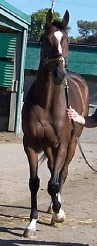 Thoroughbred Horse For Sale