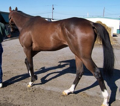 Bay Thoroughbred Horse For Sale 
