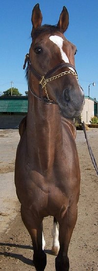 Thoroughbred Horse For Sale