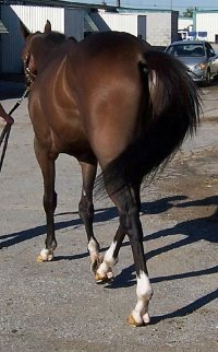 Thoroughbred Horse For Sale