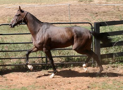 Aly's Alpha Boy's first day away from the race track. October 11, 2007