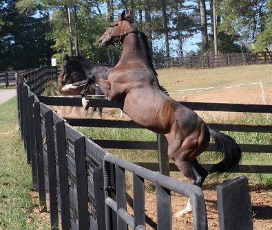 Aly's Alpha Boy playing with Joe Bear and Tuck's St. Aly on his first day of freedom.