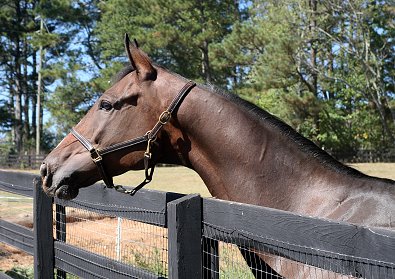 Bay Thoroughbred Horse For Sale 