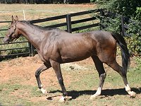 Aly's Alpha Boy's first day away from the race track. October 11, 2007