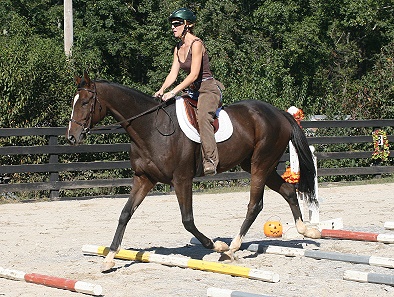 Bay Thoroughbred Horse For Sale 