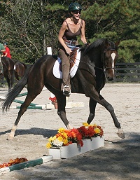 Aly's Alpha Boy is an OTTB for sale