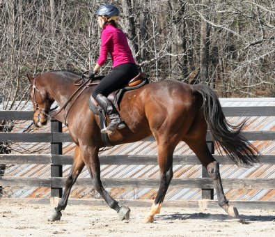 Bay Thoroughbred Horse For Sale 