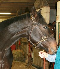 Black OTTB gelding for sale.