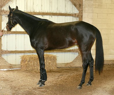"Bounce" is a 16 hh, dark bay gelding who is turning four in April.