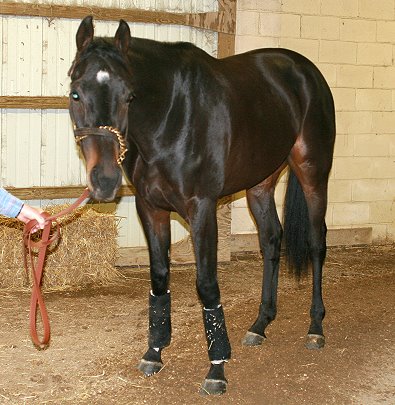 Black Thoroughbred horses for sale.