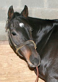 Bounced was a Prospect Horse for Sale.