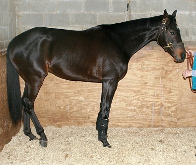 Almost Black Thoroughbred horse for sale. Please call for more information. We do not give prices by e-mail.