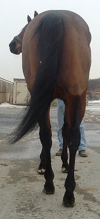 "Cannolies" is a five year old bay gelding - Prospect Horse for Sale.