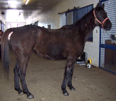"Coin" is a gentle, 15'2 hh 6 yrear- old gelding. 
