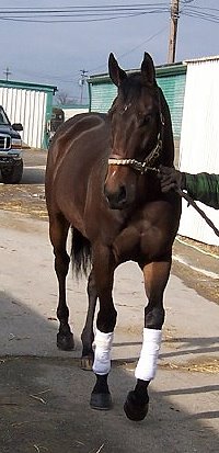 Serious buyers please call. Thoroughbred horses for sale.