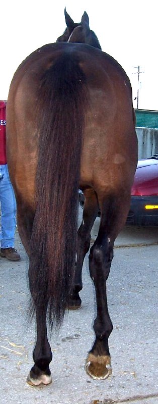 Thoroughbred horse for sale. 