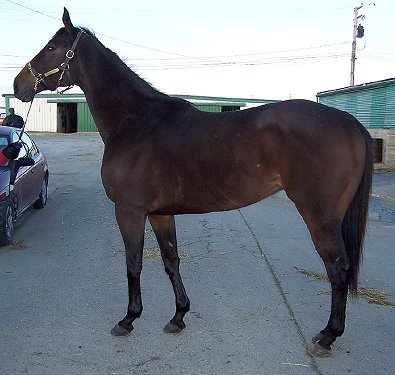 "Geronimo" is 16 hands and 1/2 inch tall.