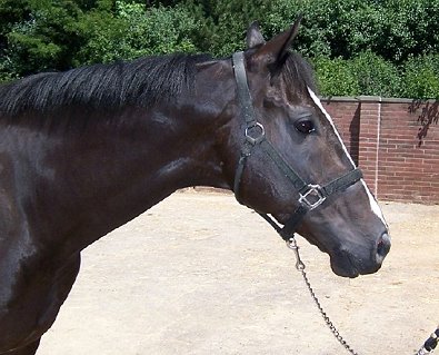 Judging Dreams was a black Thoroughbred Horse For Sale in July 2007