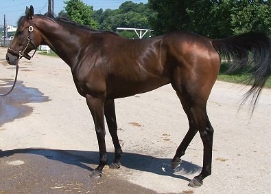 Bay Thoroughbred Horse For Sale