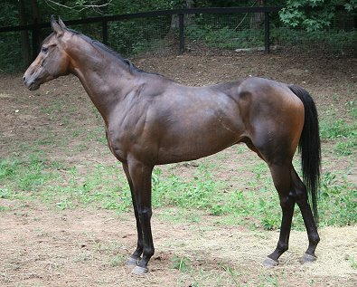 Thoroughbred Horse For Sale