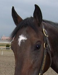 Stevie Loverboy was a Bargain Barn horse in August of 2007.