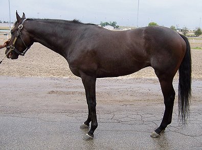 Stevie Loverboy was a Bargain Barn horse in August of 2007.
