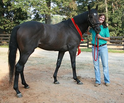 OTTB and former Prospect Horse for sale - Stevie Loverboy has a new mom! Congratulations to our "Friend" Missy Miller. Stevie Loverboy will be boarding at Bits & Bytes Farm. September 5, 2007 
