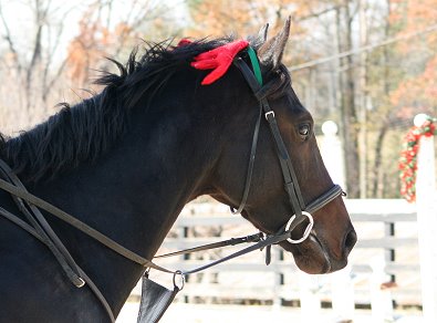 Three year-old, recently gelded, Stevie Loverboy enjoyed putting on his holiday antlers and showing off for the photographer. December 6, 2007