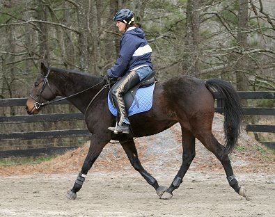 Ride on a looser rein and sponge the reins to get the horse to relax and lower his head.