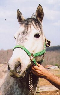 See "Blue's" Prospect Horse For Sale photo pages. 