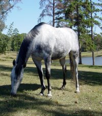 OTTB - "Blue" likes the big pasture and pond at his new home in Alabama.