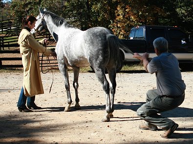 OTTB's need chiropractic adjustments before they begin serious training to rule out any possible alignment issues that might cause pain during training.