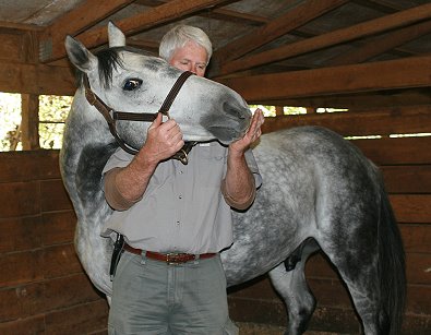 OTTB - Former Prospect Horse For Sale -"Blue" doing his stretches with Dr. Lance Cleveland.
