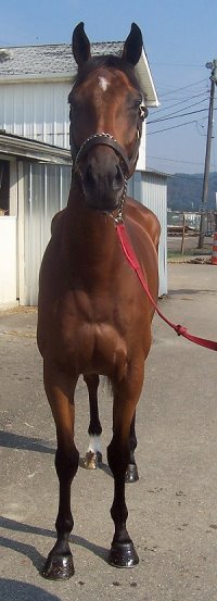 OTTB - Taken Chances' Prospect Horse For Sale photo.