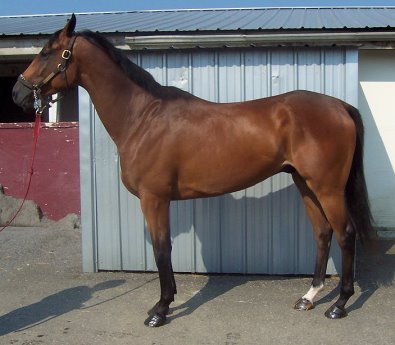 Taken Chances was sold as a Prospect Horse For Sale in October 2007 to Lea Mueller.