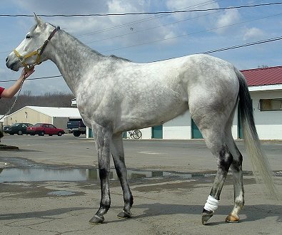 Dabbled grey Thoroughbred mare for sale. Please call for more information. We do not give prices by e-mail.