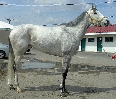 Dappled grey Thoroughbred horse for sale. Please call for more information. We do not give prices by e-mail.