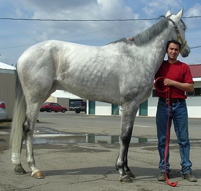 Grey Thoroughbred horse for sale. Please call for more information. We do not give prices by e-mail.