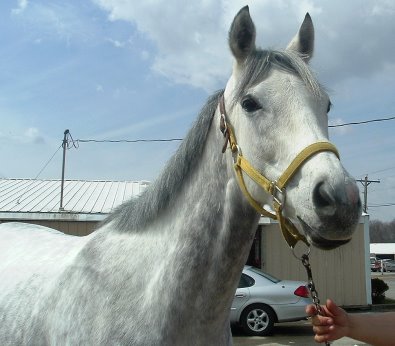 Gray Thoroughbred horse for sale. Please call for more information. We do not give prices by e-mail.