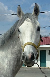 "Tactical" is a six year-old, 16.2 hand grey filly.