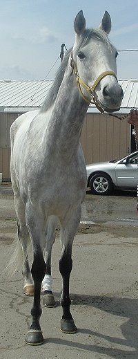 "Tactical" is a six year-old, 16.2 hand grey filly.