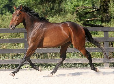 OTTB - Acanthium aka "Andy". shows great potiential as a dressage horse.