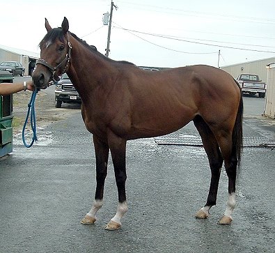 This Thoroughbred colt is "AT Risk" and needs a home ASAP!