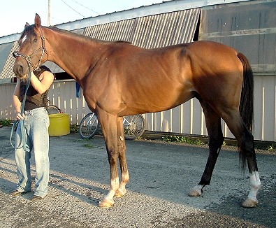Artrageous is a four year old colt by Artax.