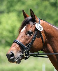 Artrageous competed this weekend at a combined training event at Chattahoochee Hills in Fairburn, GA.